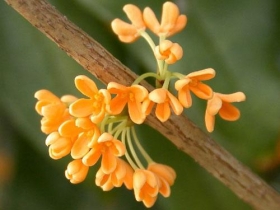 YS桂花精油中国金桂精油