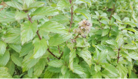 山东欧薄荷纯露薄荷花水保湿抗氧化