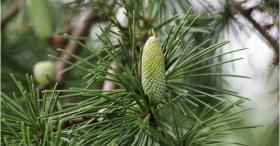 莱芜阿拉斯加雪松皮精油批发