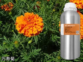 神农架万寿菊油精油批发