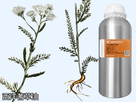 YS西洋蓍草油 | 又叫欧蓍草，最美外伤草药，它的功效与作用是？