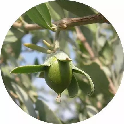 jojoba