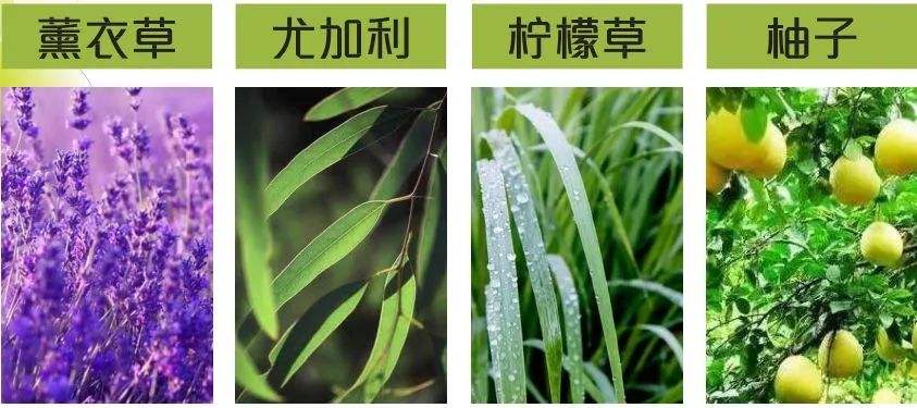 YS垣鑫天然植物精油驱蚊虫消炎杀菌产品原料