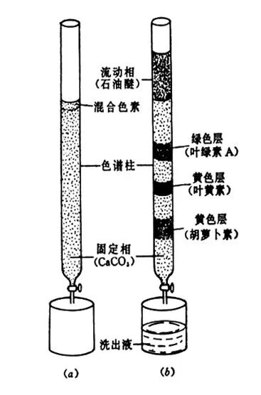 植物叶色素的分离实验