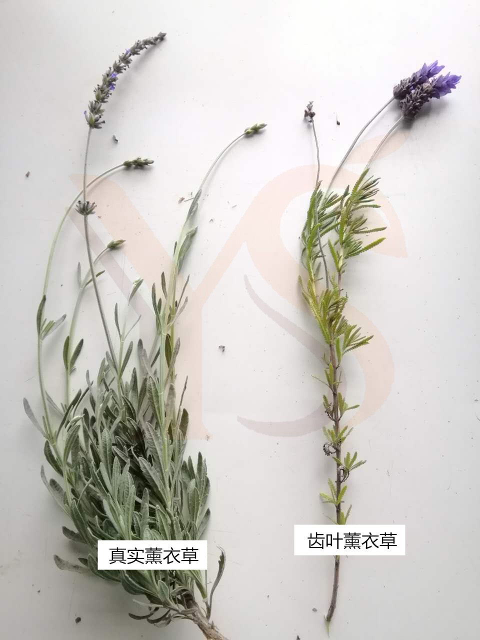 YS薰衣草精油的功效和作用