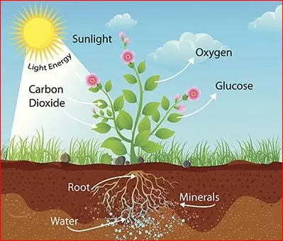 精油化学成分作用YS专业精油供应商植物光合作用